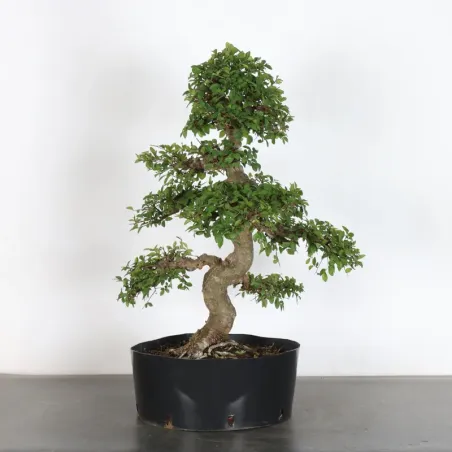 image supplémentaire - ORME DE CHINE "Ulmus...