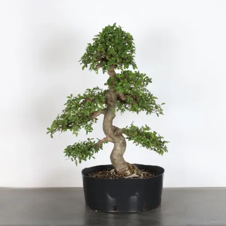 Bonsai Orme de Chine OR-3-4
