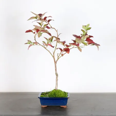 Myrtillier "VACCINIUM CORYMBOSUM HARDY BLUE" 1-1
