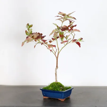 image supplémentaire - Blueberry "VACCINIUM...