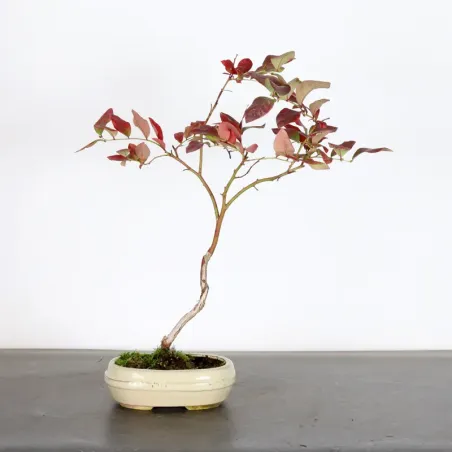 Myrtillier "VACCINIUM CORYMBOSUM HARDY BLUE" 1-2