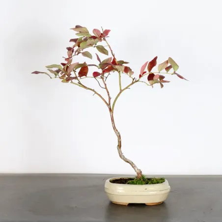 image supplémentaire - Blueberry "VACCINIUM...
