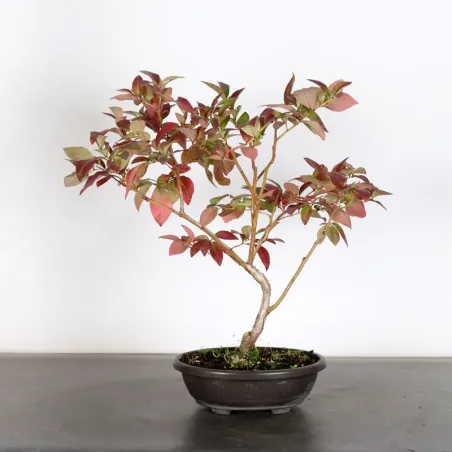 Blueberry "VACCINIUM CORYMBOSUM HARDY BLUE" 1-3