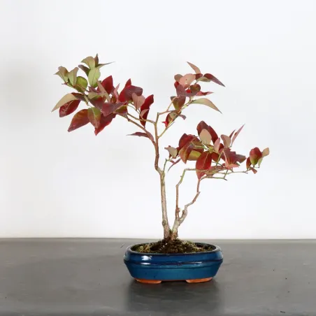 image supplémentaire - Myrtillier "VACCINIUM...