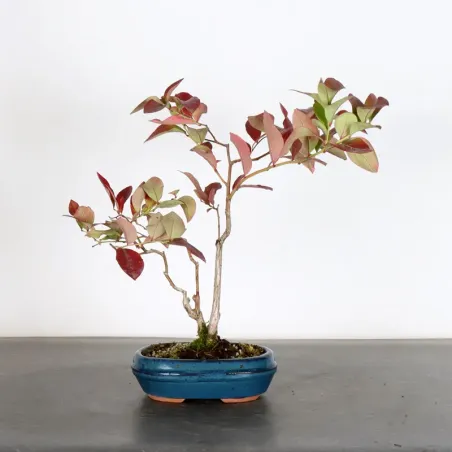 Myrtillier "VACCINIUM CORYMBOSUM HARDY BLUE" 1-4