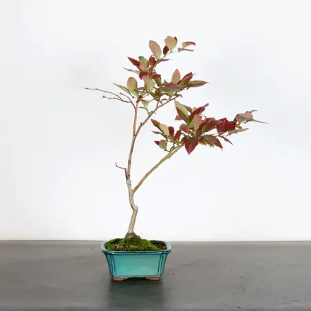 Blueberry "VACCINIUM CORYMBOSUM HARDY BLUE" 1-6