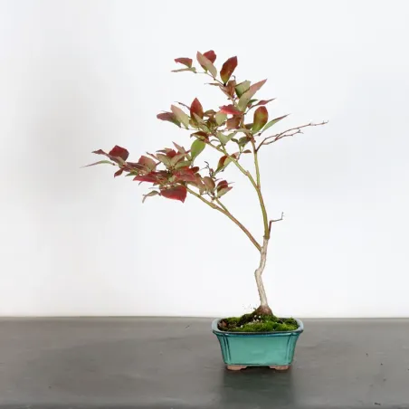 image supplémentaire - Blueberry "VACCINIUM...