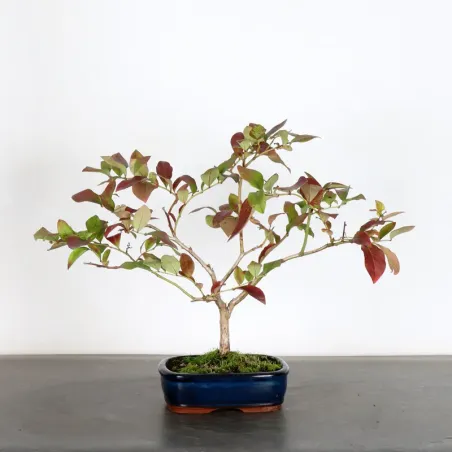 image supplémentaire - Blueberry "VACCINIUM...