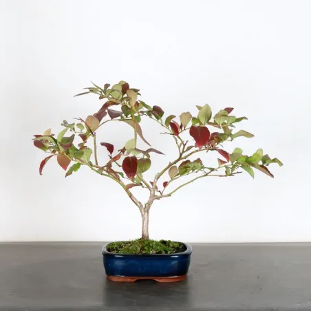 Blueberry "VACCINIUM CORYMBOSUM HARDY BLUE" 1-7