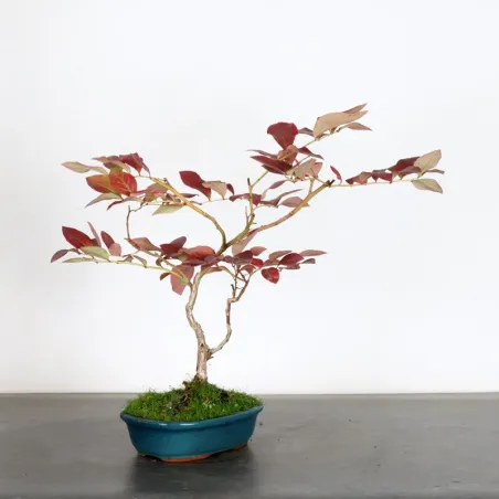 Myrtillier "VACCINIUM CORYMBOSUM HARDY BLUE" 1-8