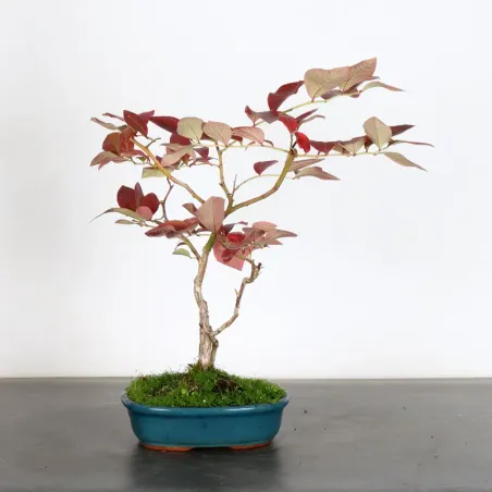 image supplémentaire - Blueberry "VACCINIUM...