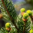 Coniferous bonsai