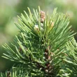 Mountain Pine