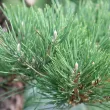 Japanese Black Pine