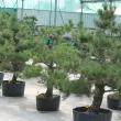 ARBRE DE JARDIN