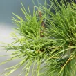 Japanese Black Pine