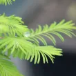 Metasequoia