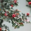 Cotonéasters