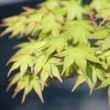 Erable Palmatum