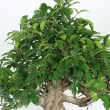 Ficus Rétusa