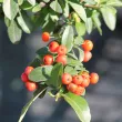 Pyracantha