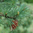 Scots pine