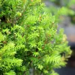 Common yew
