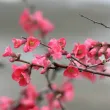 Japanese quince