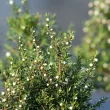 Leptospermum