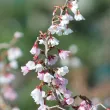 Cerisier à fleurs du Japon