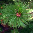 Swiss stone pine