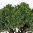 Spruce