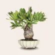 Bonsai at a low price