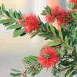 Callistemon