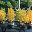 Nos ginkgos