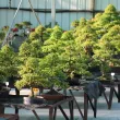 Nos ormes de chine