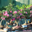 Our camellias