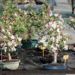 Our apple trees