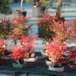 Our nandinas