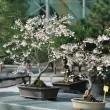 Nos cerisiers du japon