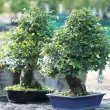 Nos celtis micocouliers