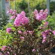 Lilas