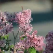 Lilas de Chine