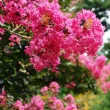 Lilas des Indes