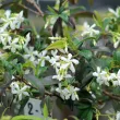 Jasmine