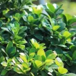 Ficus Ginseng