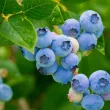 Blueberry