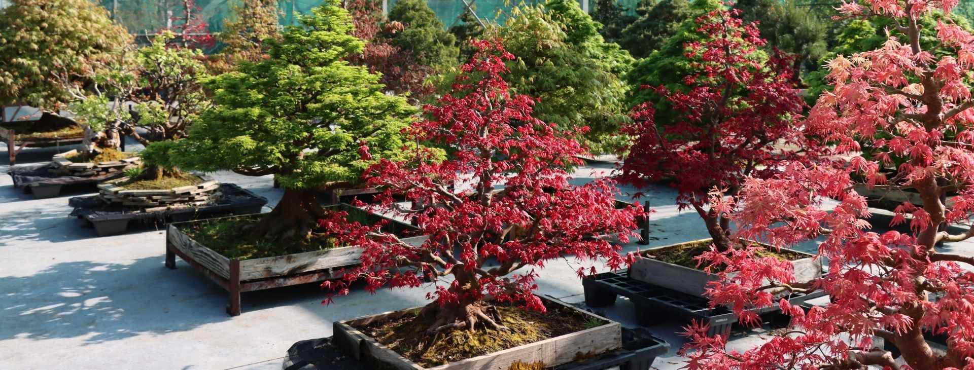 Bonsai Sale Online