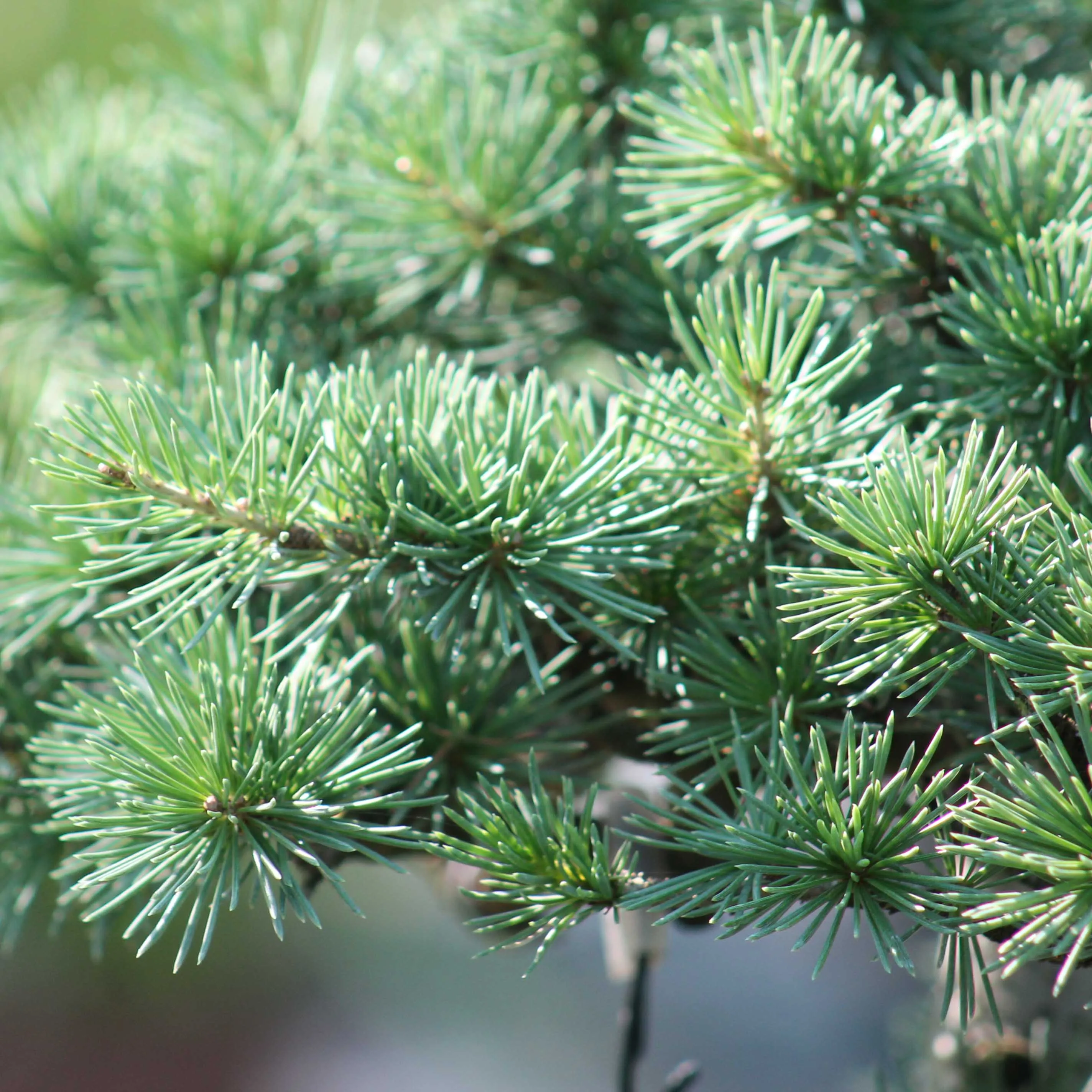 Atlas Cedar