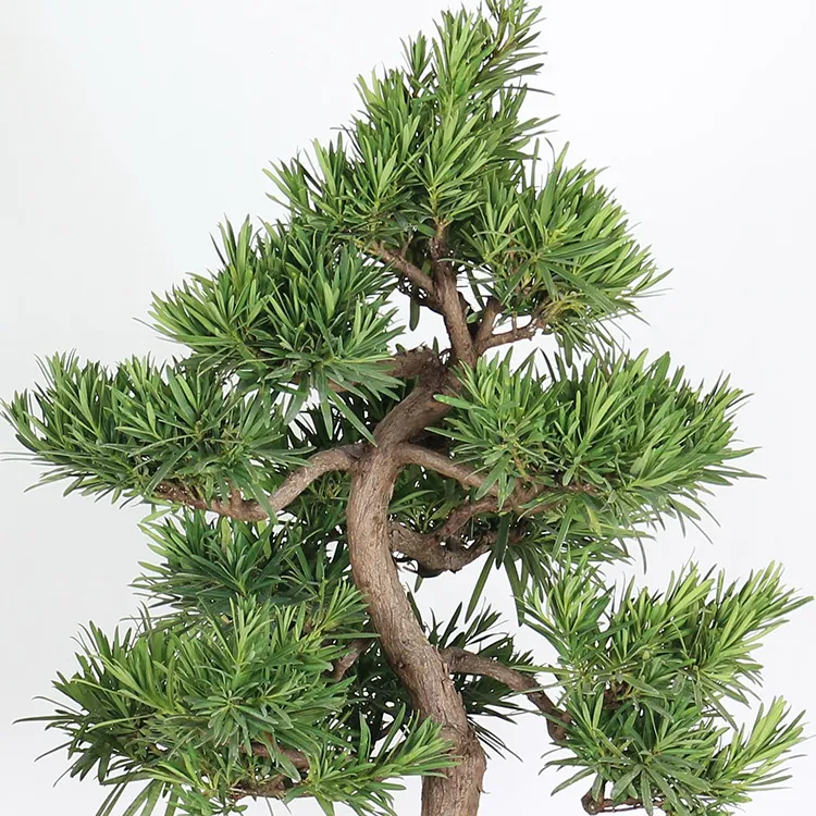 Buddha Pine